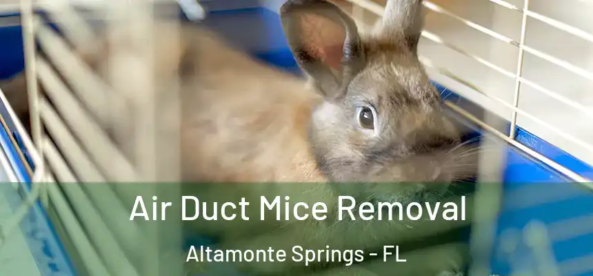Air Duct Mice Removal Altamonte Springs - FL